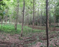 ขายที่สวน 13 ไร่ พร้อมต้นไม้ป่า จอมบึง ราชบุรี