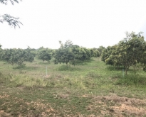 ขายที่ดินพร้อมสวนมะม่วงและอินทผาลัม ราชบุรี