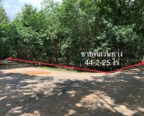 ขายที่ดิน หนองใหญ่ ที่ดินสวนปาล์ม ที่สวนยาง ชลบุรี