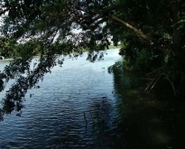 ขายที่ดินติดแม่น้ำแควน้อย ตำบลเกาะสำโรง กาญจนบุรี 