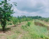 ขายบ้านพร้อมสวนผลไม้ ท่าใหม่ จันทบุรี ราคาถูก