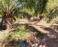 ขายที่ดินพร้อมสวนปาล์ม 1,200 ต้น จำนวน 70 ไร่ อำเภอหล่มเก่า 